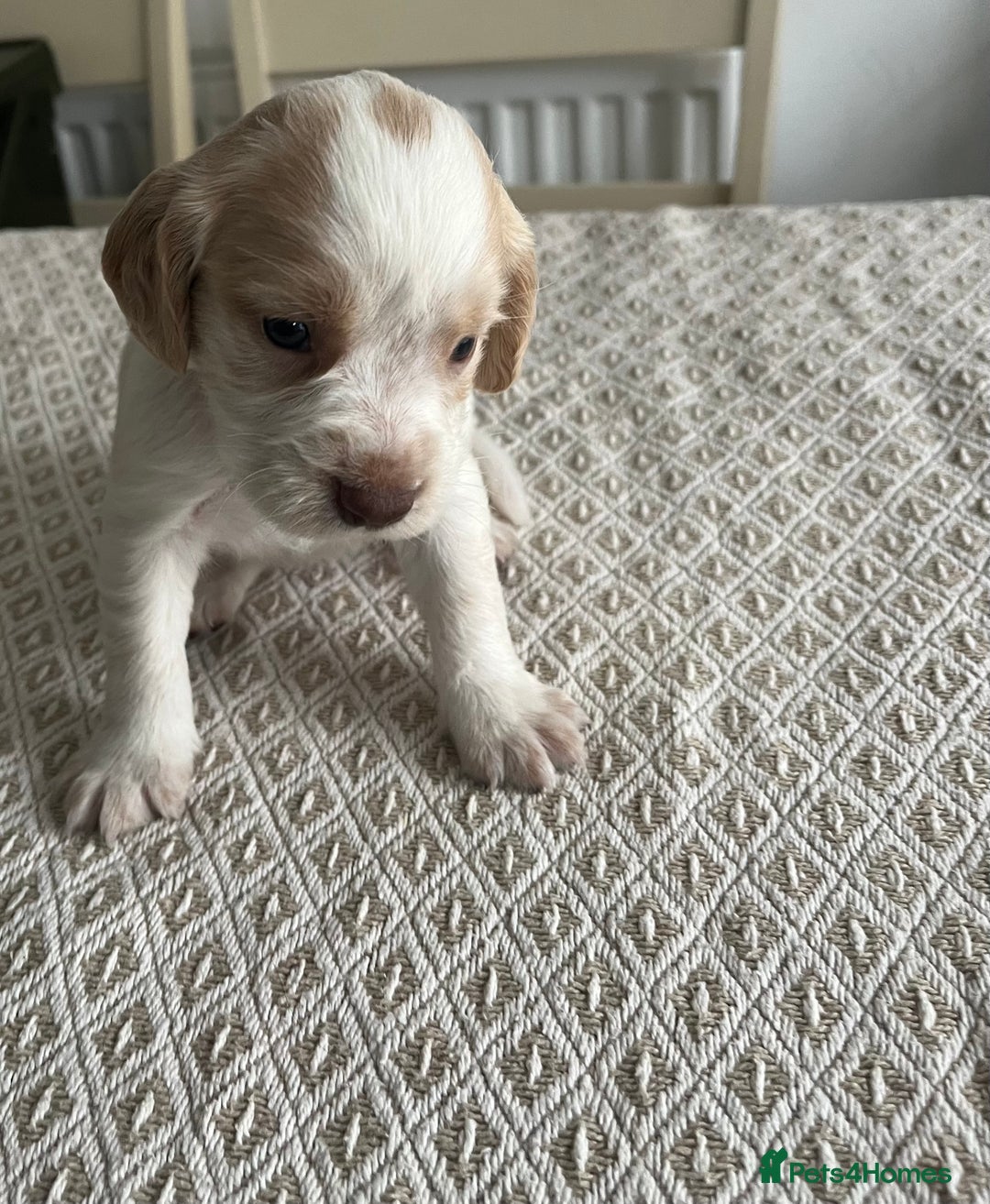 Cocker Spaniel dogs for sale: Working cocker spaniel puppies  - Image 6