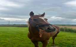 English Thoroughbred horses for sale: Dream 4 year old thoroughbred mare - Image 1