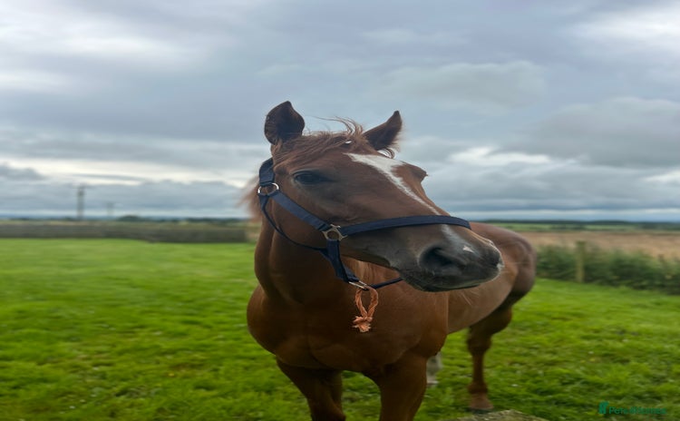 English Thoroughbred horses - Advert 1