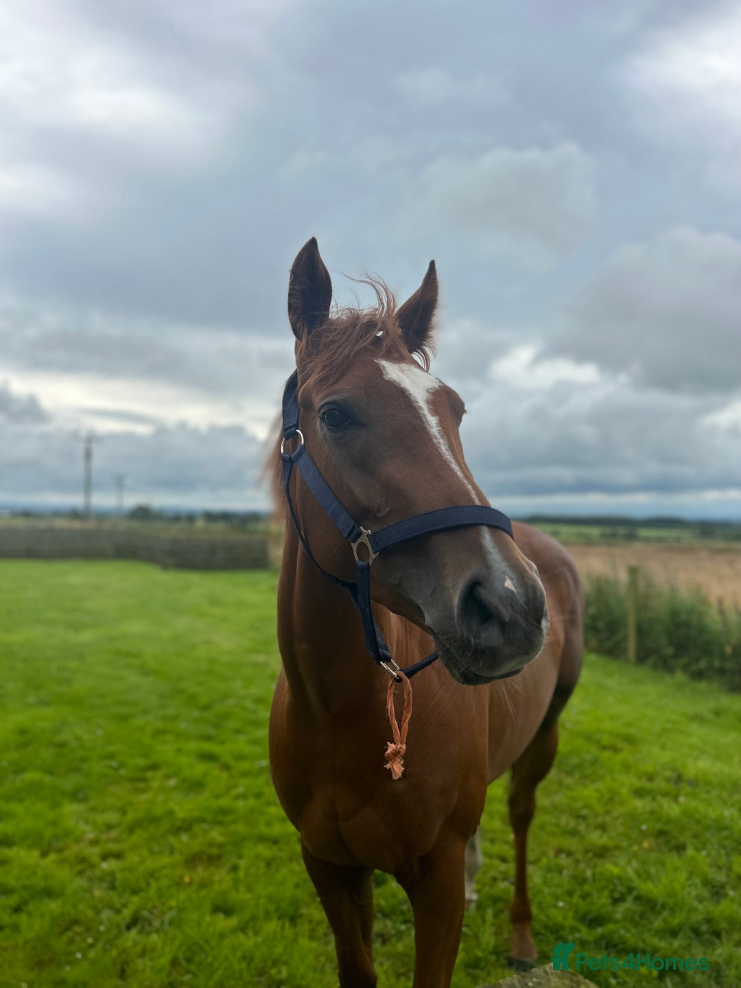 English Thoroughbred horses for sale: Dream 4 year old thoroughbred mare - Image 1