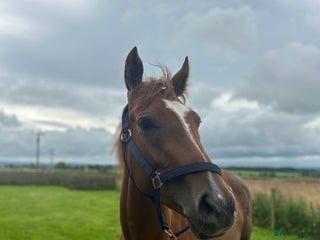 English Thoroughbred horses - Advert 11