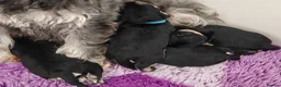 Miniature Schnauzer dogs for sale: Beautiful Miniature schnauzer pups. Black/silver  - Advert 10