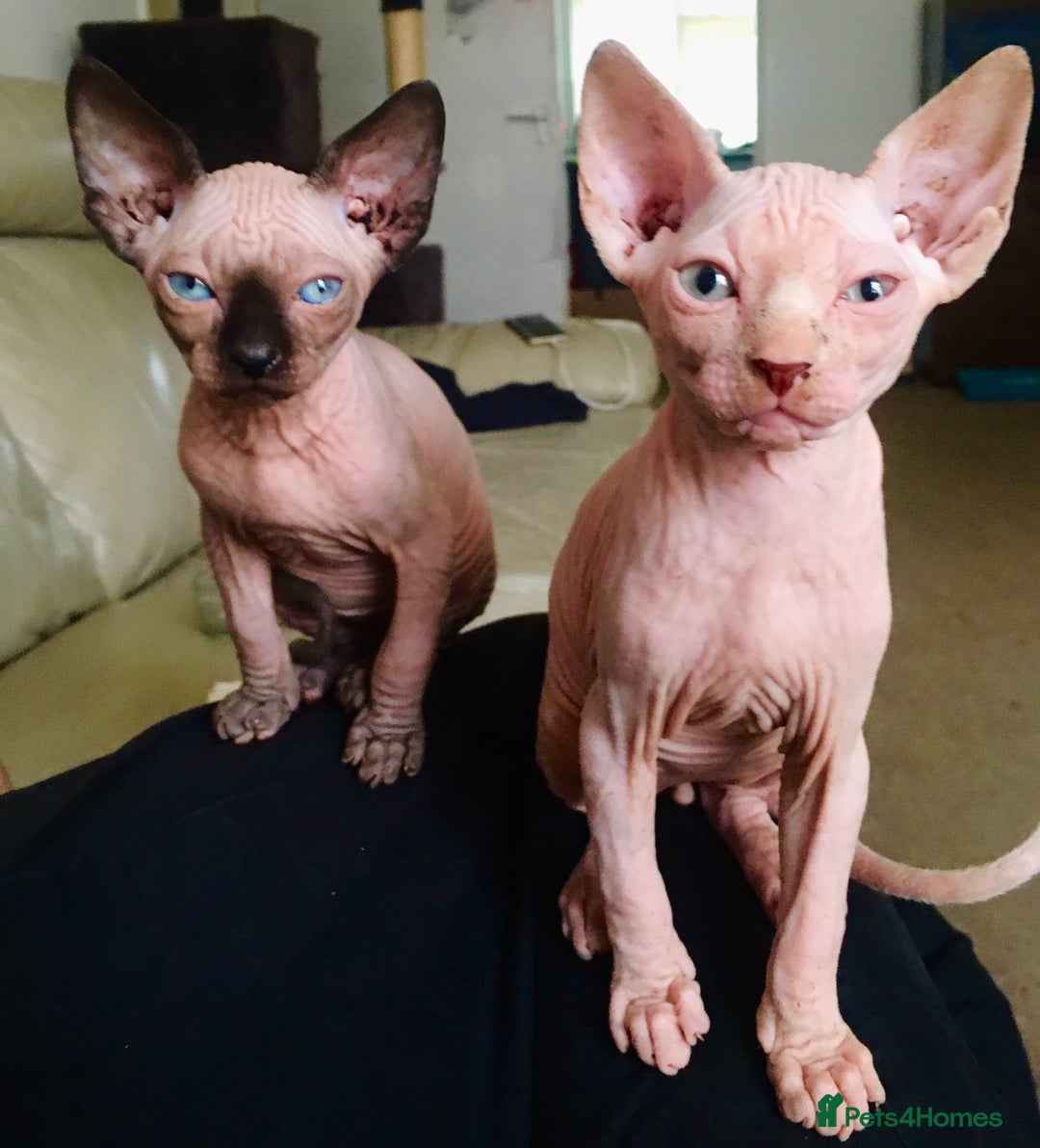 Sphynx cats for sale: Beautiful sphynx kittens - Image 11