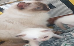 Ragdoll cats for sale: GCCF Chocolate Point with White Bi-color kittensur - Image 11