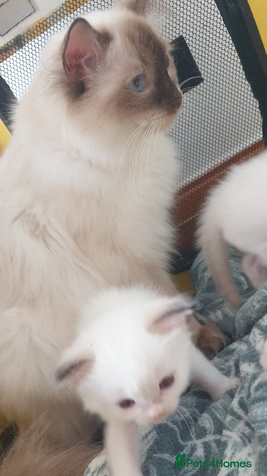 Ragdoll cats for sale: GCCF Chocolate Point with White Bi-color kittensur - Image 11