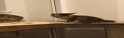 Scottish Fold cats for sale: British Shorthair for Sale  - Advert 5