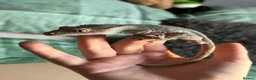Gecko reptiles for sale: 3 Geckos For Sale (1, Gargoyle Gecko, 2 Crested) - Advert 9