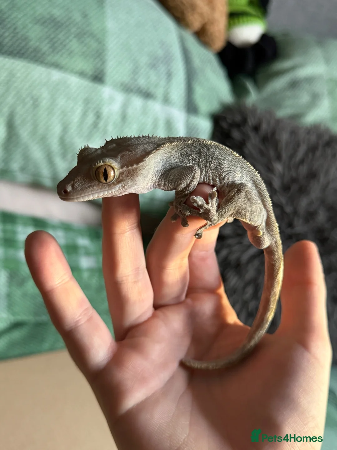 Gecko reptiles for sale: 3 Geckos For Sale (1, Gargoyle Gecko, 2 Crested) - Advert 9