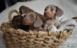 Dachshund dogs for sale: true miniature dachshund puppies  - Image 8