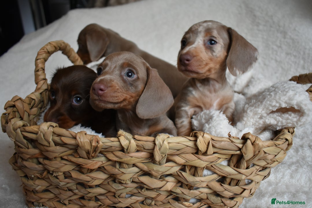 Dachshund dogs for sale: true miniature dachshund puppies  - Image 8