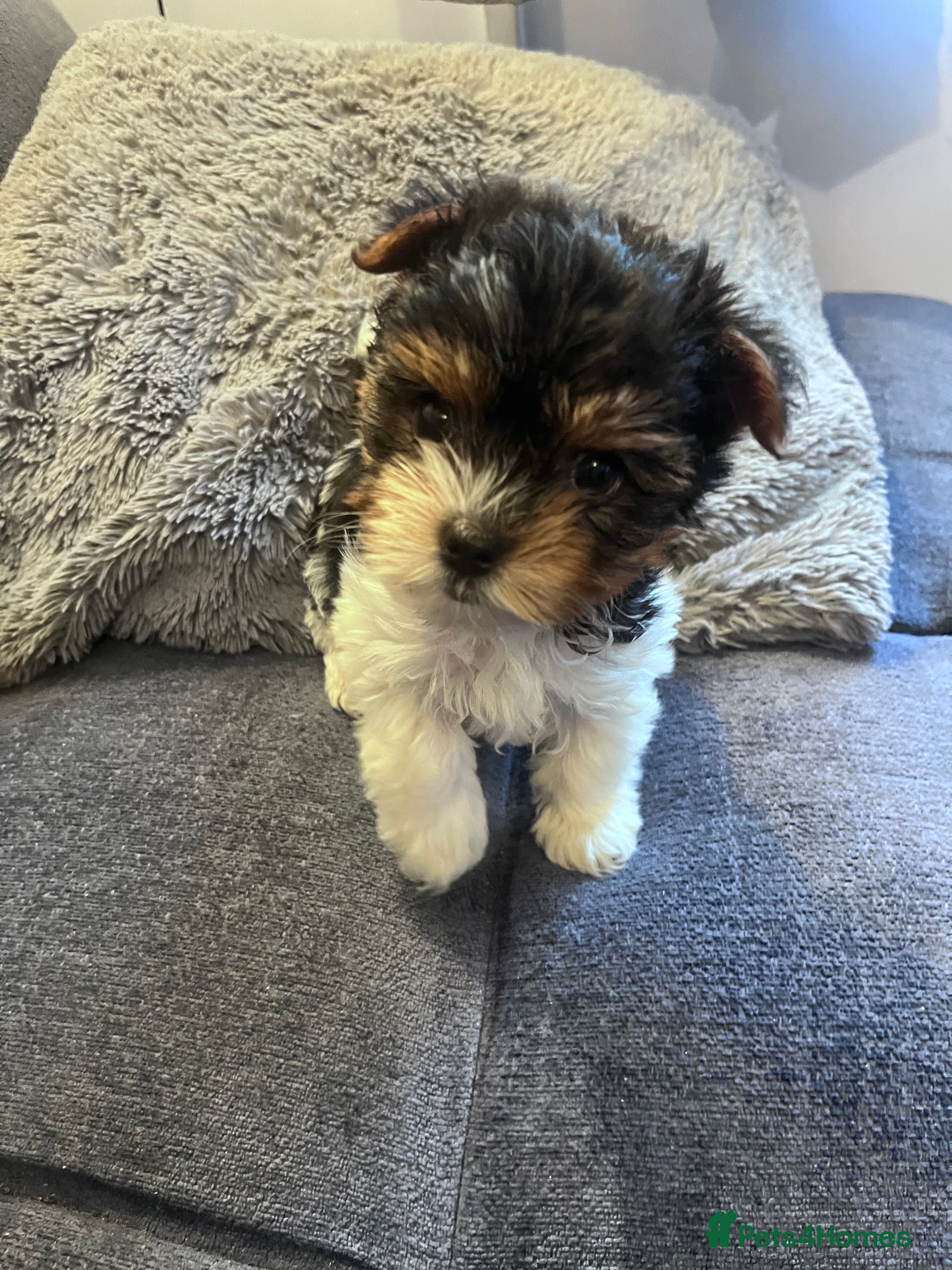 Biewer Terrier dogs Last Girl Pure Biewier Terrier READY TO GO - Advert 1