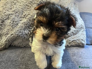 Biewer Terrier dogs Last Girl Pure Biewier Terrier READY TO GO - Advert 2