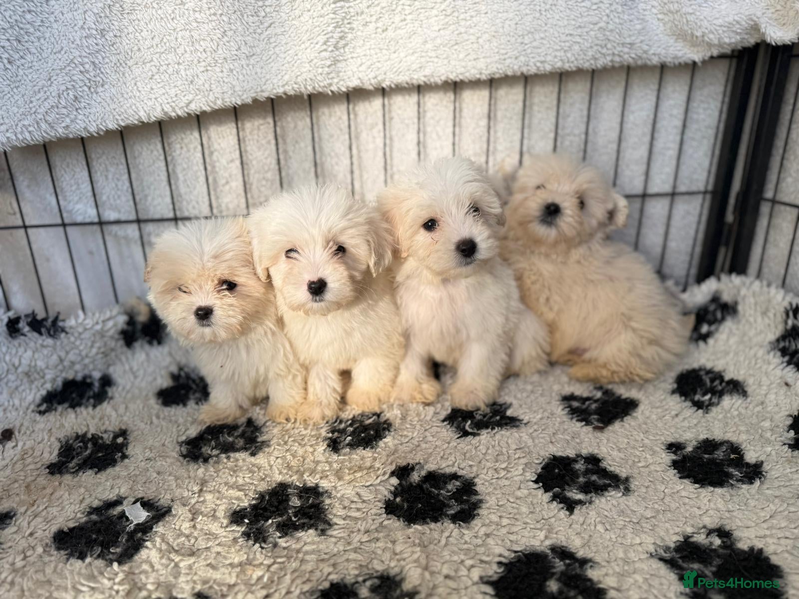 Mixed Breed dogs Cotonoodle pups ready now  - Advert 1