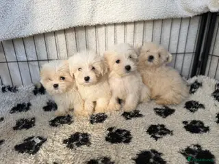 Mixed Breed dogs Cotonoodle pups ready now - Advert 1