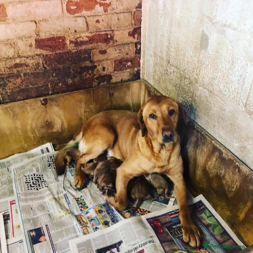 Labrador Retriever dogs Stunning red/yellow traditional labrador puppies  - Advert 2