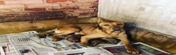 Labrador Retriever dogs for sale: Stunning red/yellow traditional labrador puppies  - Advert 2