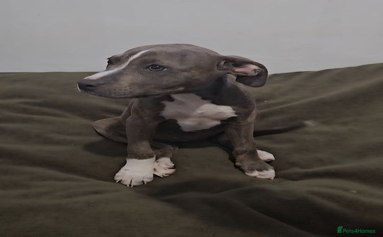 Mixed Breed dogs - Advert 2