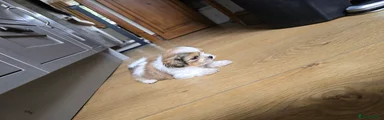 Shih Tzu 3