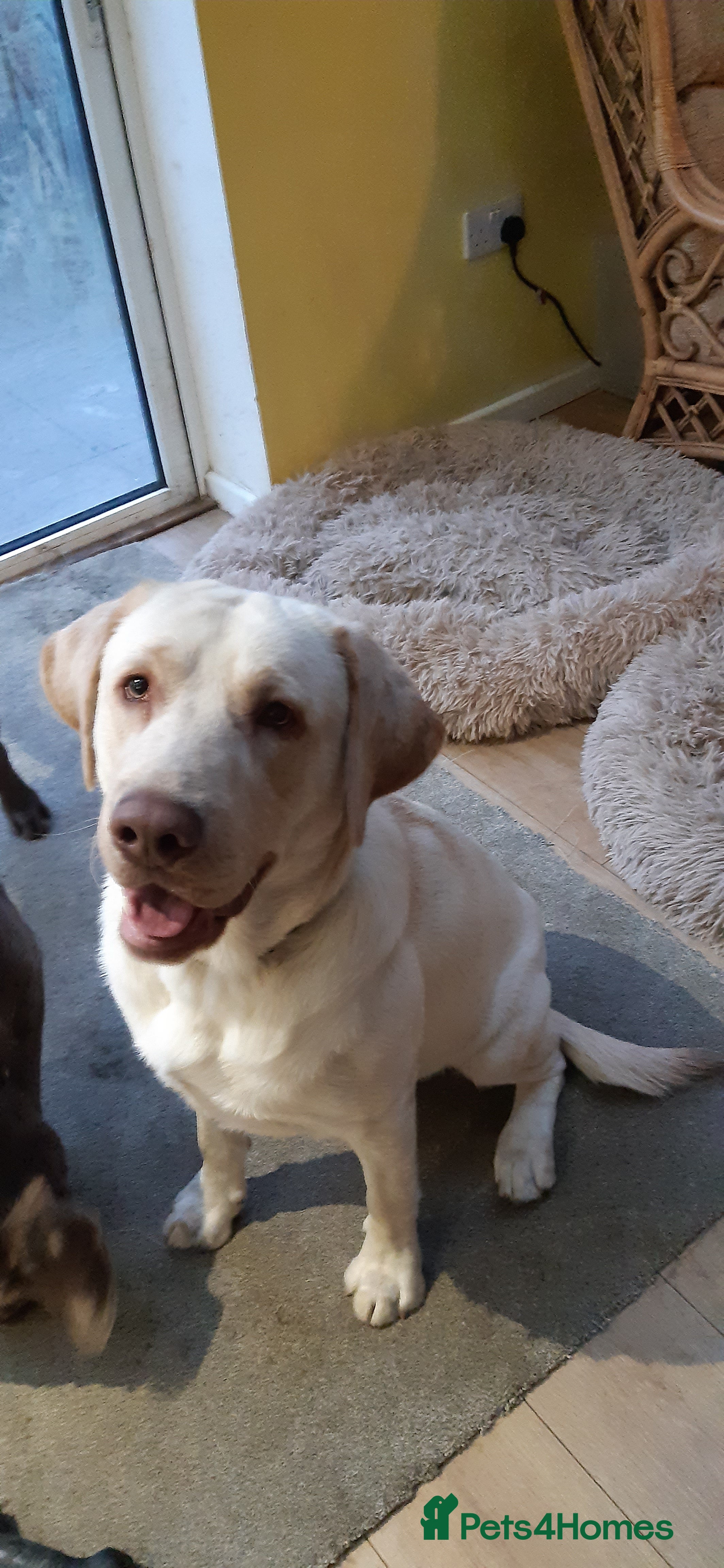 Labrador Retriever dogs Male Labrador Retiever 12 months - Advert 1
