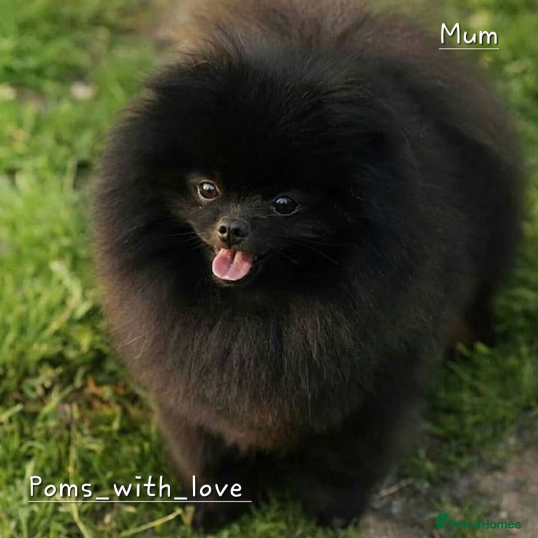 Pomeranian dogs for sale: 900g at 4 months! Show 🏆 quality boy!  - Image 4