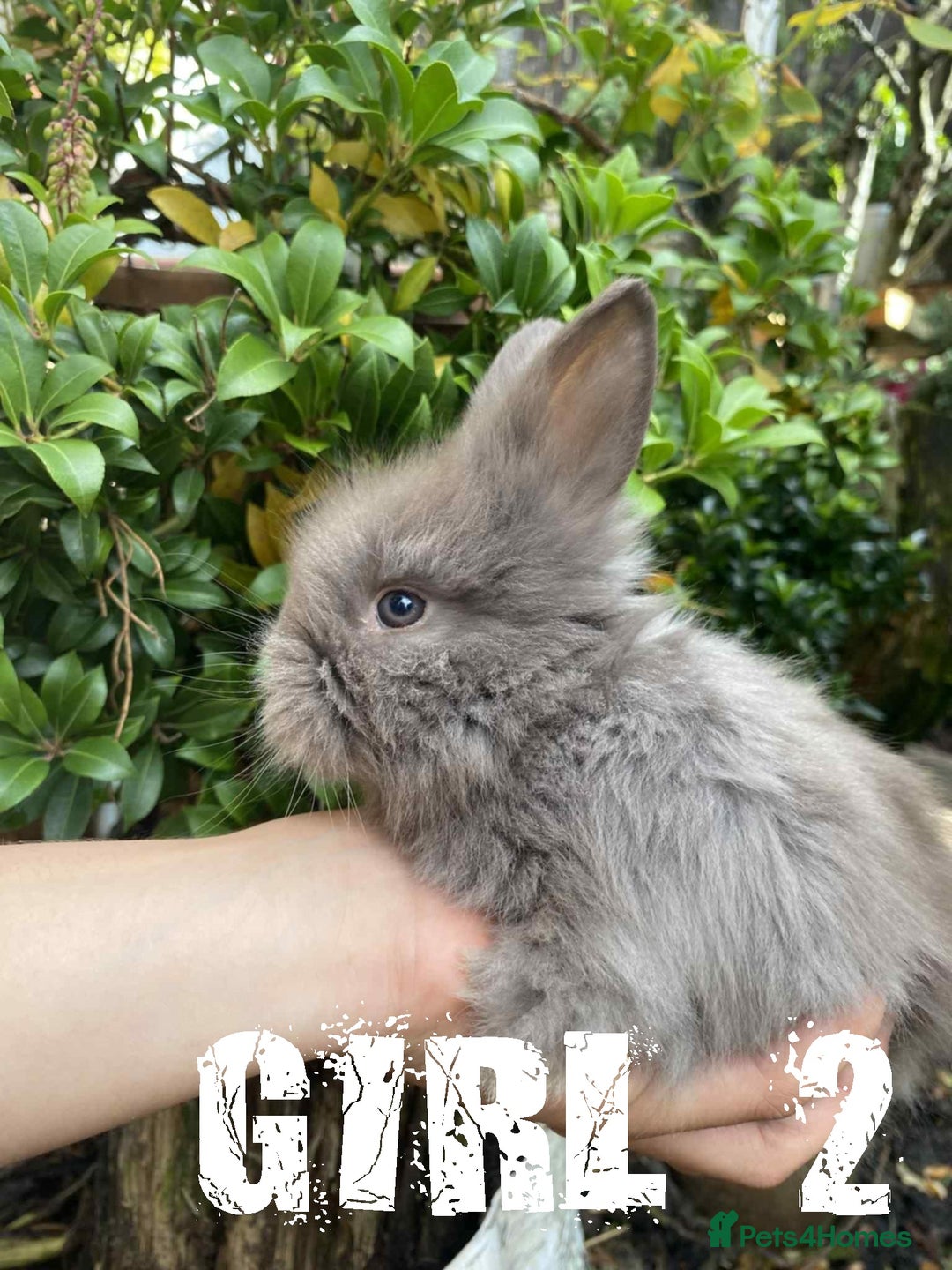 Lionhead rabbits for sale: Pure Breed Fluffy Double Mained Lionhead Kits - Image 8
