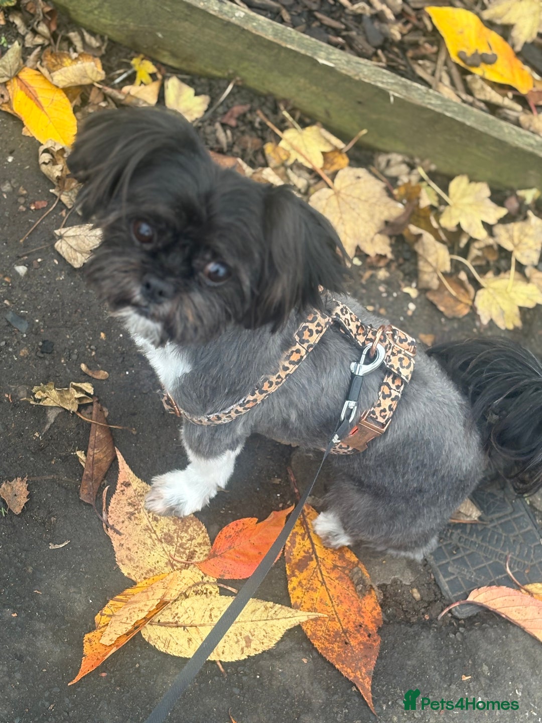 Shih Tzu dogs for sale: Shh tzu for sale - Advert 1