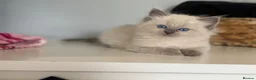 Mixed Breed cats for sale: Beautiful Ragdoll Cross Kittens – Available - Advert 14
