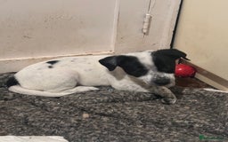Jack Russell dogs for sale: ONLY 4 BEAUTIFUL BOYS LEFT- SMALL JACK RUSSELS - Advert 7