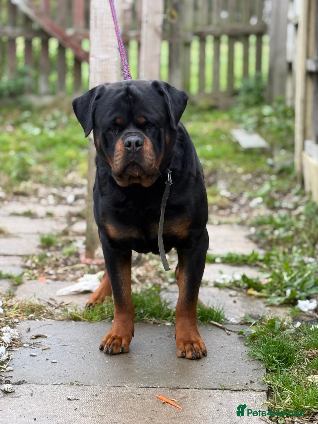 Rottweiler dogs for stud: Stunning KC registered fully health tested male   in Burnley - Advert 5