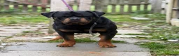 Rottweiler dogs for stud: Stunning KC registered fully health tested male   in Burnley - Advert 8