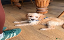 Cockapoo dogs for sale: F1 male cockapoo  - Image 3