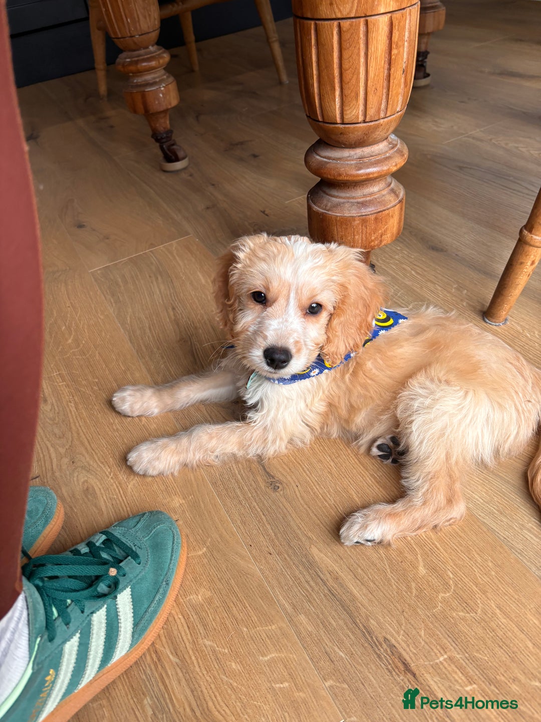 Cockapoo dogs for sale: F1 male cockapoo  - Image 3