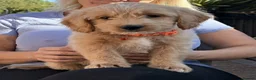 Goldendoodle dogs for sale: Australian Golden Doodle Puppies - READY NOW - Advert 13