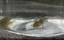 Axolotl reptiles for sale: Juvenile Wild-Type Axolotls - Image 3