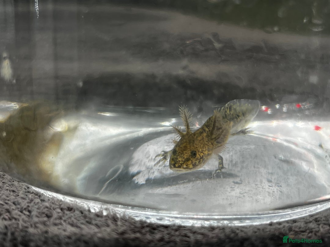 Axolotl reptiles for sale: Juvenile Wild-Type Axolotls - Image 3