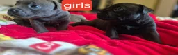 Staffordshire Bull Terrier dogs for sale: KC registered Staffordshire bull terrier pup - Advert 3