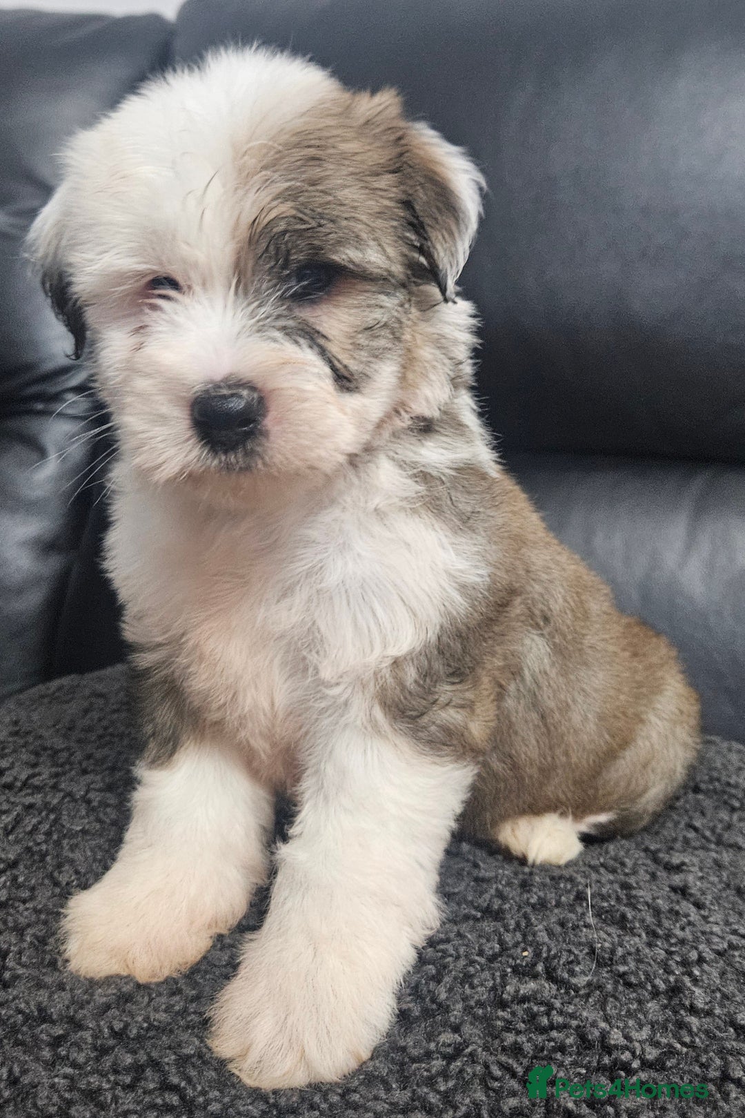 Tibetan Terrier dogs for sale: STUNNING TIBETAN TERRIER GIRL - Advert 4