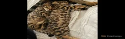 Bengal cats for sale: Bengal kittens  - Advert 4