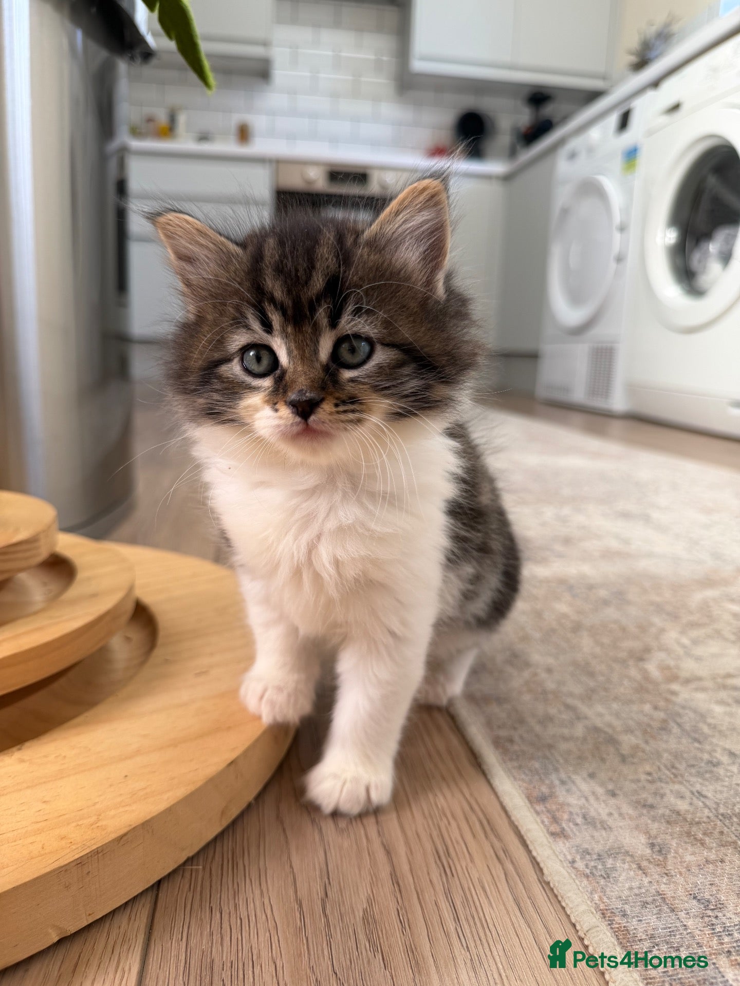 Mixed Breed cats for sale: Beautiful Girl - Long Haired Kitten 🐈 - Advert 13