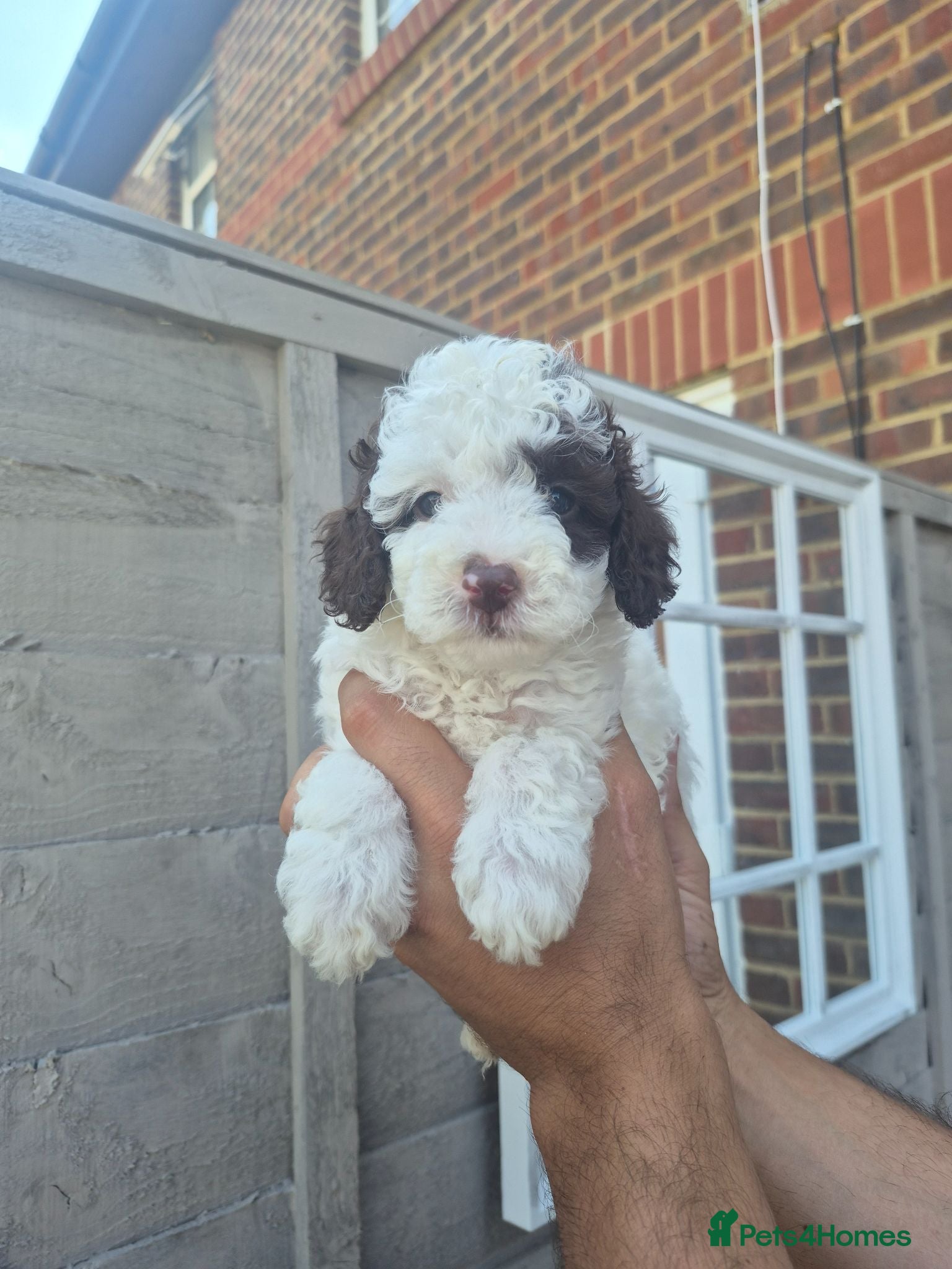 Cockapoo dogs Beautiful F1BB rare curly cockapoo's for sale  - Advert 10