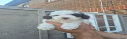 Cockapoo dogs for sale: Beautiful F1BB rare curly cockapoo's for sale  - Advert 3