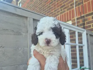 Cockapoo dogs Beautiful F1BB rare curly cockapoo's for sale - Advert 10