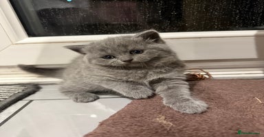 Scottish Fold cats LAST Scottish straight girl left - Advert 5