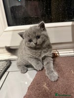 Scottish Fold cats LAST Scottish straight girl left - Advert 5