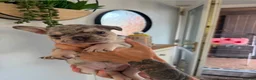 French Bulldog dogs for sale: French bulldog puppies - Advert 4