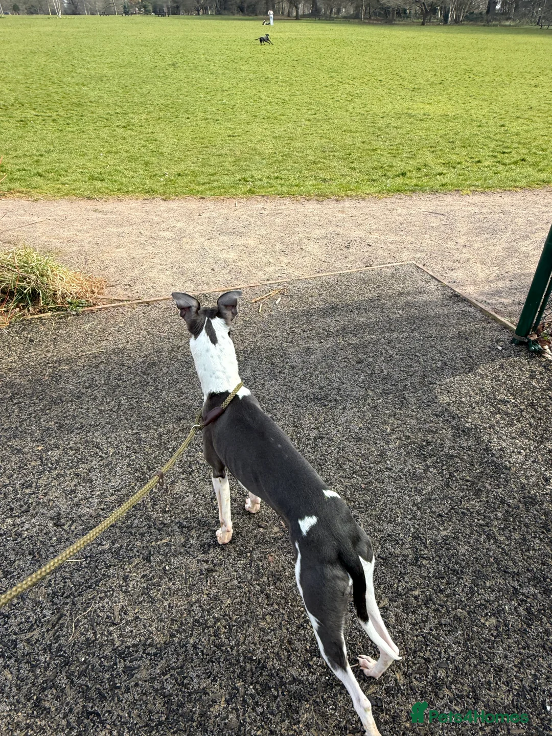 Whippet dogs for sale: 18 month old whippet  - Advert 4