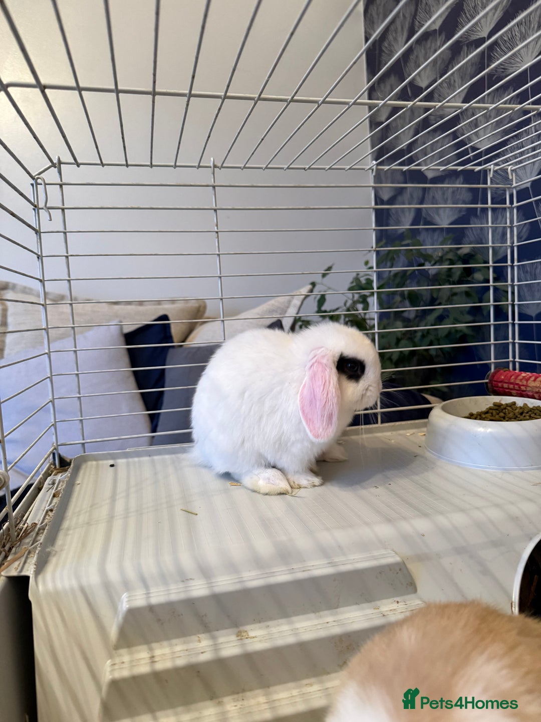 Mini Lop rabbits for sale: Two mini lop rabbits  - Advert 4