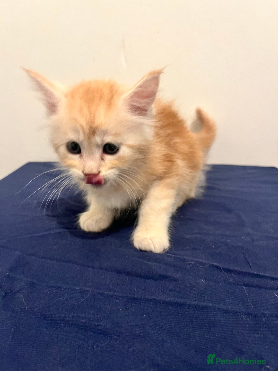 Maine Coon cats for sale: Gorgeous Maine Coons for sale  - Image 8