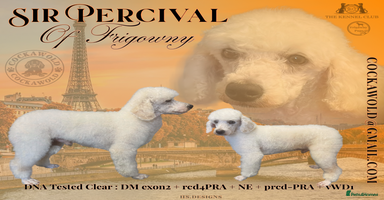 Cockapoo dogs - Advert 1