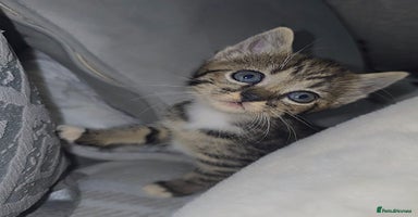 Savannah cats - Advert 7